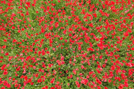 A whole field is full of red blooming poppies