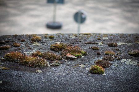 some Moss has formed on an old tar roof