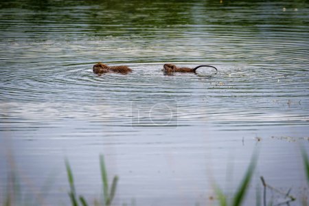 two nutria swimming one behind the other on a pond