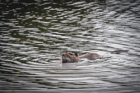 eine große Nutrias schwimmt und frisst auf einem Teich