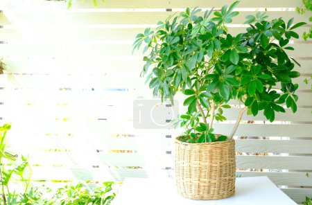 Photo for Octopus Tree or Umbrella Tree (Schefflera Actinophylla). Green plant growth in rattan pot for modern interior decoration. Beautiful Octopus tree in nature basket pot, isolated on white background - Royalty Free Image