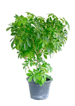Photo for Octopus Tree or Umbrella Tree (Schefflera Actinophylla). Greenhouse plant growth in flowerpot. Schefflera plant for modern interior decoration. Beautiful Octopus tree pot, isolated on white background - Royalty Free Image