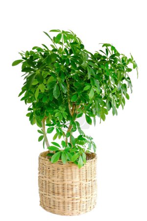 Photo for Octopus Tree or Umbrella Tree (Schefflera Actinophylla). Green plant growth in rattan pot for modern interior decoration. Beautiful Octopus tree in nature basket pot, isolated on white background - Royalty Free Image