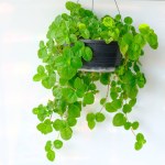Pilea nummulariifolia (Creeping Charlie) hangs on a white wall background. Fresh green leaves herbaceous plant with succulent stems in black pot, (aroma is like a mint) for modern interior decoration.