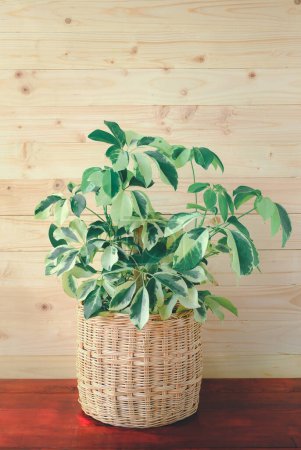 Photo for Variegated Octopus Tree or Umbrella Tree (Schefflera Actinophylla, Schefflera Arboricola) in wicker pot on wood table. House plant for office or modern home interior decoration on oak wall background - Royalty Free Image