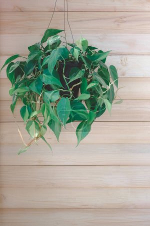 Philodendron Brasil (Philodendron Hederaceum Scandens Brasil) hängt an einer Holzwand. Tropische Schlingpflanze mit gelben Streifen im Blumentopf. Grüne Zimmerpflanze an Eichenwand, moderne Innendekoration