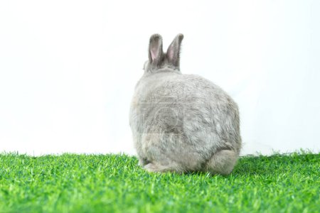 Téléchargez les photos : Adorable gray rabbit sit isolated white background. Cute fur easter bunny are rodent mammal. Sweet furry small wabbit. Portrait baby grey funny little pet. Puppy hare animal on green grass field - en image libre de droit