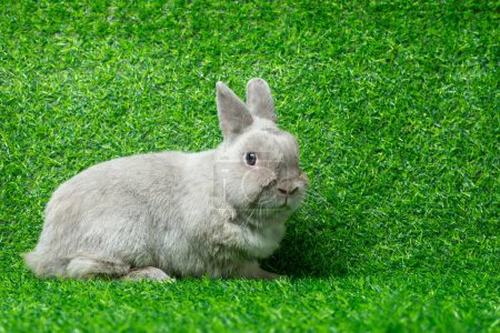 Téléchargez les photos : Adorable gray rabbit sit isolated on green grass field background. Cute fur easter bunny are rodent mammal. Sweet furry small wabbit. Portrait baby grey funny little pet. Puppy hare animal lying - en image libre de droit