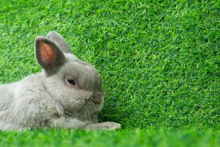 Téléchargez les photos : Adorable gray rabbit sit isolated on green grass field background. Cute fur easter bunny are rodent mammal. Sweet furry small wabbit. Portrait baby grey funny little pet. Puppy hare animal lying - en image libre de droit