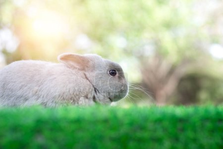 Téléchargez les photos : Adorable gray rabbit sit on green grass field, daylight blurry background. Cute fur easter bunny, rodent mammal. Sweet furry small wabbit. Portrait baby funny little pet. Puppy hare animal lying - en image libre de droit
