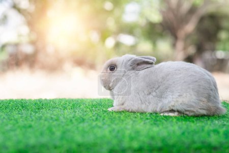 Téléchargez les photos : Adorable gray rabbit sit on green grass field, daylight blurry background. Cute fur easter bunny, rodent mammal. Sweet furry small wabbit. Portrait baby funny little pet. Puppy hare animal lying - en image libre de droit