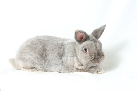 Téléchargez les photos : Adorable gray rabbit isolated white background. Cute fur easter bunny are rodent mammal. Sweet furry small wabbit sit on floor. Portrait baby grey funny little pet. Puppy hare long ears animal - en image libre de droit