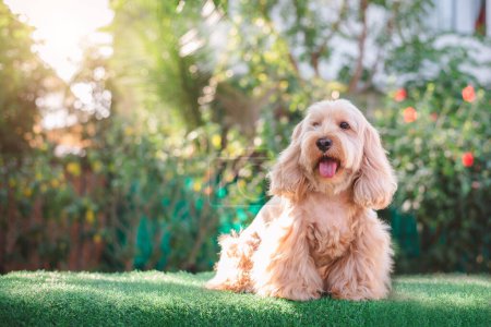 Photo for Happy Cockapoo dog sit on green grass. Puppy Cockapoo or adorable cocker is mixed breeding animal (brown fur Cocker Spaniel, Poodle) Funny hairy canine. Cute Cocker dog in garden blurry background - Royalty Free Image