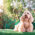 Happy Cockapoo dog sit on green grass. Puppy Cockapoo or adorable cocker is mixed breeding animal (brown fur Cocker Spaniel, Poodle) Funny hairy canine. Cute Cocker dog in garden blurry background