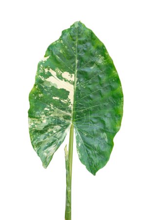 Foto de Caladium Bicolor (variegated color leaf) Beautiful plant Elephant-Ear in flowerpot, isolated on white background. Tropical exotic houseplant, green spotted tree for garden decor - Imagen libre de derechos