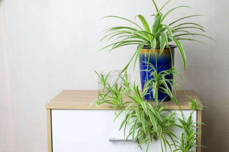 Frische Spinnenpflanze (Chlorophytum bichetii) mit Tropfen im blauen Keramiktopf, isoliert auf weißem Wandhintergrund. Farbenfroher Blumentopf blüht auf Holzschrank, Wohn- oder Büroeinrichtung