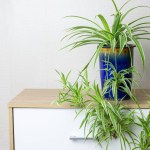 Fresh Spider Plant (Chlorophytum bichetii) with drops in blue ceramic pot, isolated on white wall background. Colourful flowerpot blooming on wooden cabinet, home or office interior decoration