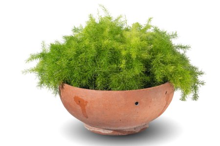 Photo for Vibrant foliage houseplant Asparagus sprengeri decorative pot, isolated on white background. Tropical colorful exotic Foxtail Fern lush plants. Green leaf creative interior house, garden decor - Royalty Free Image