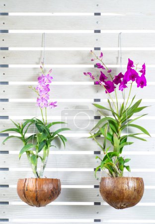 Foto de Ramo de flores de orquídea púrpura y rosa florecen en maceta de concha de coco sobre fondo de pared blanco. Hermosa Phalaenopsis en diseño de regalo de maceta, planta de casa en el jardín. Florero natural para árbol tropical - Imagen libre de derechos