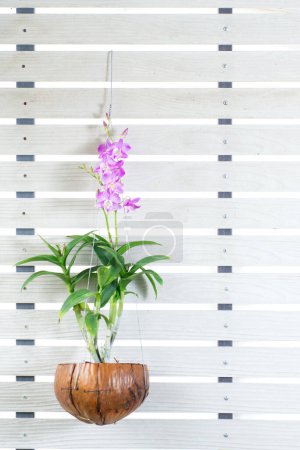 Foto de Ramo de flores de orquídea púrpura y rosa florecen en maceta de concha de coco sobre fondo de pared blanco. Hermosa Phalaenopsis en diseño de regalo de maceta, planta de casa en el jardín. Florero natural para árbol tropical - Imagen libre de derechos
