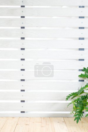 Philodendron tree (Philodendron xanadu) in pot on wooden table, white wall background. Exotic plant with large green leaves, branch in rattan basket. Copy space for product design backdrop concept