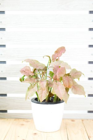 Tropischer rosa Syngonium-Baum (Syngonium Podophyllum). Zimmerpflanze grüne Blätter in weißer Vase auf Holztisch. Bunte Blumentopf isoliert auf weißem Wandhintergrund. Natur Graspflanze Home Interieur