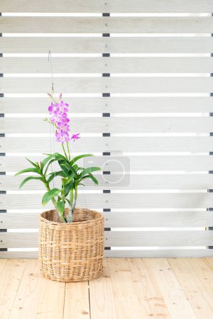 Foto de Ramo de flores de orquídea púrpura y rosa florecen en maceta de concha de coco sobre fondo de pared blanco. Hermosa Phalaenopsis en el diseño del regalo de la maceta en la mesa de madera, casa de la planta baja en casa del jardín con espacio de copia - Imagen libre de derechos