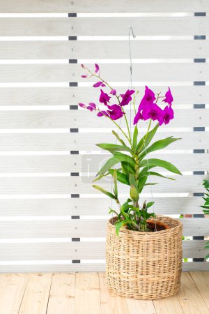 Foto de Ramo de flores de orquídea púrpura y rosa florecen en maceta de concha de coco sobre fondo de pared blanco. Hermosa Phalaenopsis en el diseño del regalo de la maceta en la mesa de madera, casa de la planta baja en casa del jardín con espacio de copia - Imagen libre de derechos