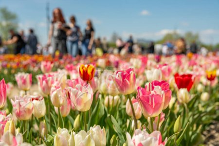 Téléchargez les photos : Un champ de tulipes pittoresque et expansif, rempli de fleurs vibrantes et colorées qui créent un paysage naturel à couper le souffle. - en image libre de droit