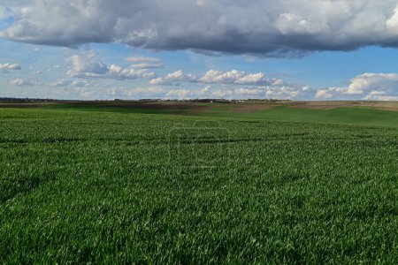 A wheat field of spring winter wheat with high yield potential and a reflection of spring work on the field.