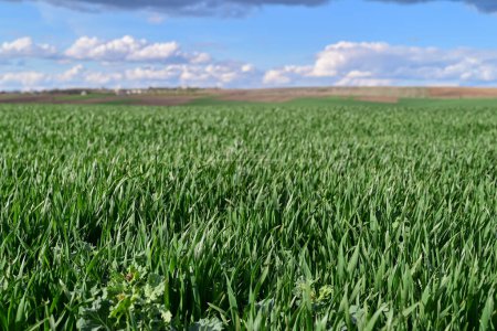 Un champ de blé de printemps d'hiver à fort potentiel de rendement et reflet des travaux de printemps sur le champ.