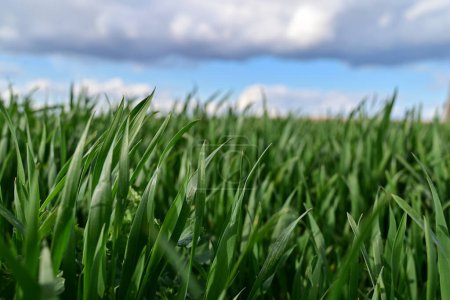 Un campo de trigo de primavera trigo de invierno con alto potencial de rendimiento y un reflejo del trabajo de primavera en el campo.