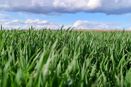 Ein Weizenfeld aus Frühlingswinterweizen mit hohem Ertragspotenzial und einem Spiegelbild der Frühjahrsarbeit auf dem Feld.