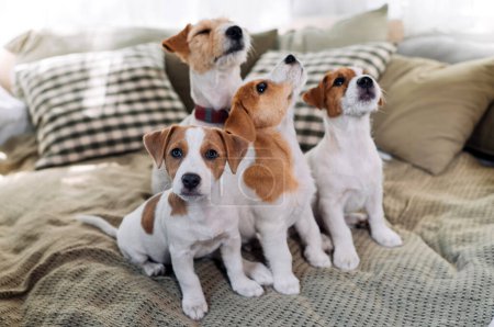 Téléchargez les photos : Un groupe de chiens drôles sont couchés et assis dans un lit. Quatre Jack Russell Terrier chien regarder la caméra. - en image libre de droit