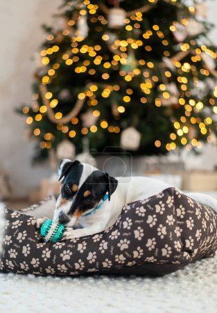 Téléchargez les photos : Jack Russell Terrier repose sur un lit et grignote sur un jouet sous un arbre de vacances avec des boîtes-cadeaux enveloppées et des lumières de vacances. Fond festif, gros plan - en image libre de droit