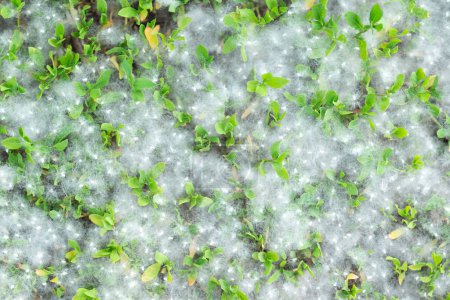 Photo for Poplar fluff strong allergen lies on the grass on the ground in summer on a Sunny day. Poplar blossom season. Allergy season. - Royalty Free Image