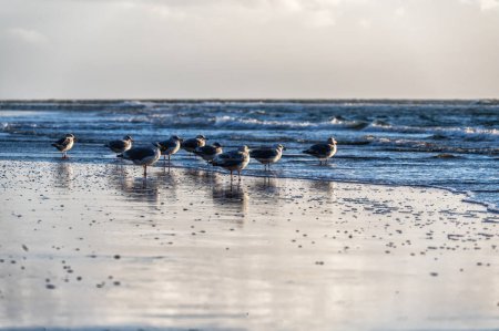 Téléchargez les photos : Goélands argentés (Larus argentatus) sur la plage aux Pays-Bas, Ameland. - en image libre de droit