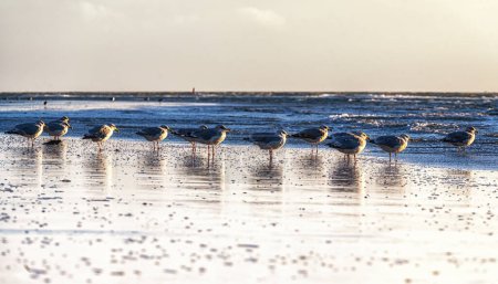 Téléchargez les photos : Goélands argentés (Larus argentatus) sur la plage aux Pays-Bas, Ameland. - en image libre de droit