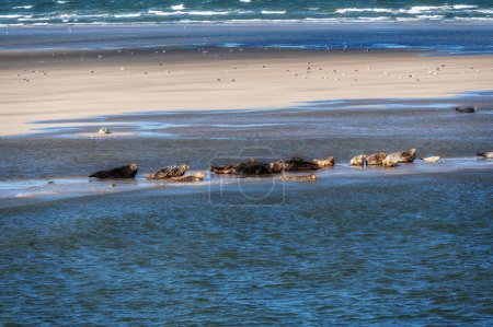 Photo for Multiple seals relaxing on sandbar between the islands of Ameland and Terschelling in Holland - Royalty Free Image