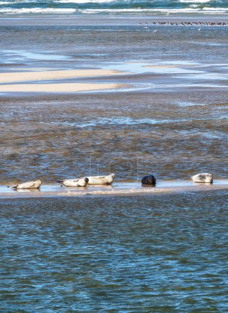 Photo for Multiple seals relaxing on sandbar between the islands of Ameland and Terschelling in Holland - Royalty Free Image