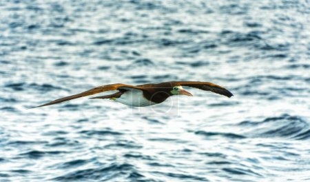 Téléchargez les photos : Booby brun (Sula leucogaster) en vol contre ciel bleu, Panama - en image libre de droit