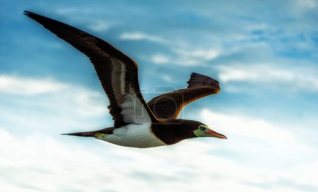 Foto de Booby marrón (Sula leucogaster) en vuelo contra el cielo azul, Panamá - Imagen libre de derechos