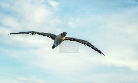 Téléchargez les photos : Booby brun (Sula leucogaster) en vol contre ciel bleu, Panama - en image libre de droit