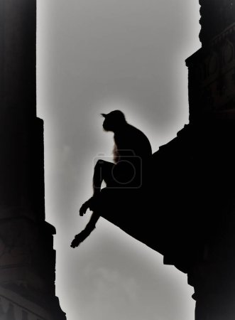 Téléchargez les photos : Plaines du Sud Langur gris Semnopithecus dussumieri adulte assis sur le mur forteresse historique Ranthambore N.P Rajasthan Inde - en image libre de droit