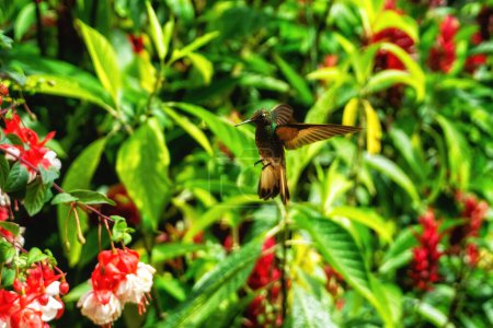 Téléchargez les photos : Colibri gorgé de feu en vol près de fleurs de fuchsia rouge en Équateur. Avec des mouvements dans ses ailes et un fond vert flou. - en image libre de droit