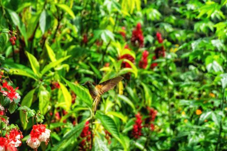 Téléchargez les photos : Colibri gorgé de feu en vol près de fleurs de fuchsia rouge en Équateur. Avec des mouvements dans ses ailes et un fond vert flou. - en image libre de droit