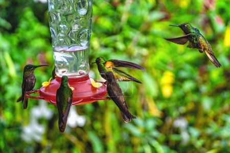 Foto de Colibríes flotando y alimentándose en un comedero de colibríes. - Imagen libre de derechos