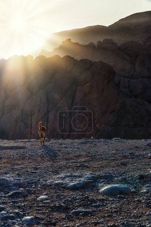 Photo for A Single dog walks towards the Monkey fingers Mountain ridge, Morocco - Royalty Free Image
