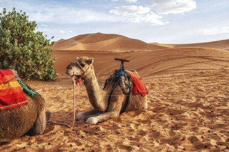 Téléchargez les photos : Camel caravane au Sahara du Maroc. Les animaux reposent sur des dunes de sable et ont des selles africaines typiques sur le dos. - en image libre de droit