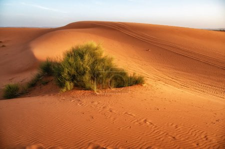 Téléchargez les photos : Vue du désert du Sahara au Maroc, Afrique du Nord. avec des empreintes de pas dans le sable près d'une parcelle de végétation - en image libre de droit